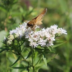 Meet your Posher, Maebe